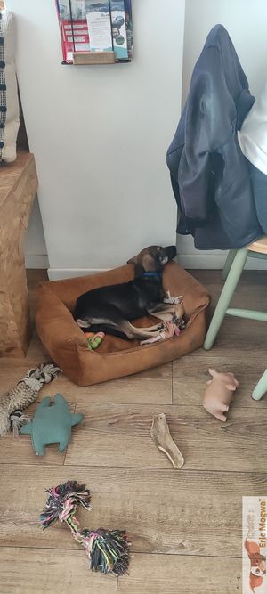 Plant-based, dog-friendly restaurant committed to the animal cause: dogs saved from euthanasia up for adoption.  at La Clairiere in Lille