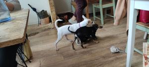 Plant-based, dog-friendly restaurant committed to the animal cause: dogs saved from euthanasia up for adoption.  at La Clairiere in Lille