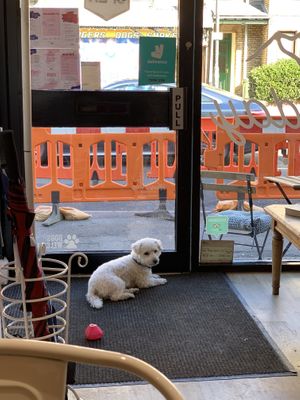 Resident pup at Happy Friday Kitchen  in Oxford