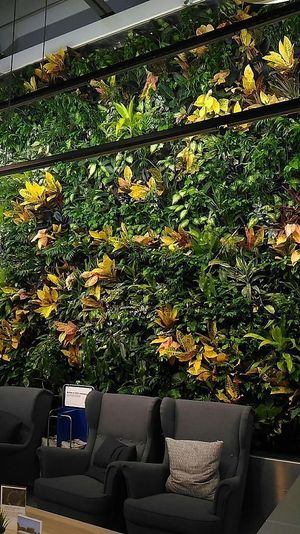 plants at IKEA in Dartmouth