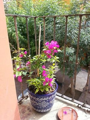 On the balcony 💜 at Aguamiel Cafe  in Guanajuato