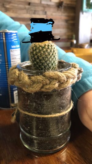 These little cuties are for sale there at Murray Hillbilly in Jacksonville