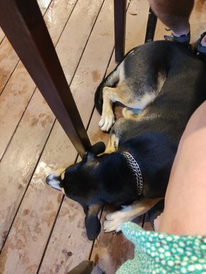 Badly behaved dog at NumNgern in Khao Sok