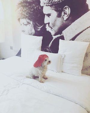 Gorgeous room and dog friendly too! at Kube Hotel in Paris