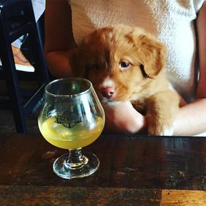 Doggie at Ale Mary's Beer Hall in Royal Oak