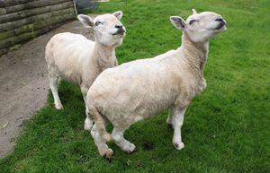 Arle Lodge, Isle of Mull at Arle Lodge in Isle Of Mull