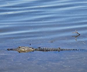  at Ocala's Downtown Diner in Ocala