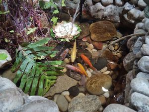 Fishes at Suribachi in Porto