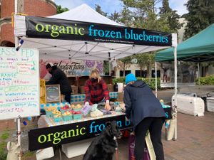 Blueberry Vendor at Ballard Farmers Market in Seattle