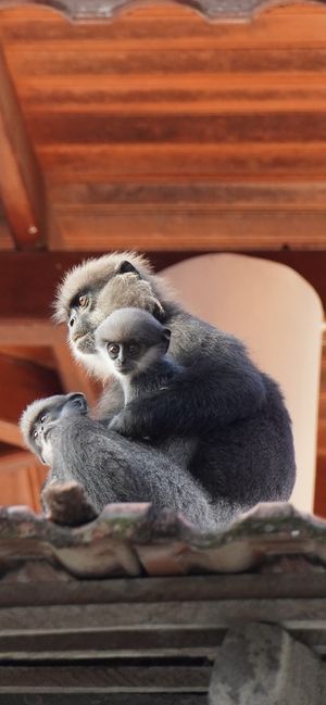 Moneys we saw  at Dulnetha Homestay & Restaurant in Weligama