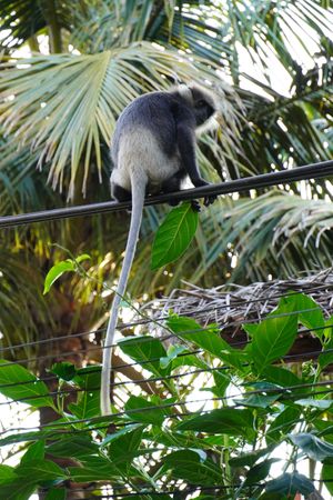   at Dulnetha Homestay & Restaurant in Weligama
