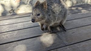 The little buddy that watches you eat at The Lane in Rottnest Island