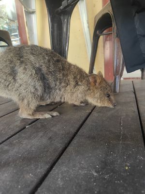  at The Lane in Rottnest Island