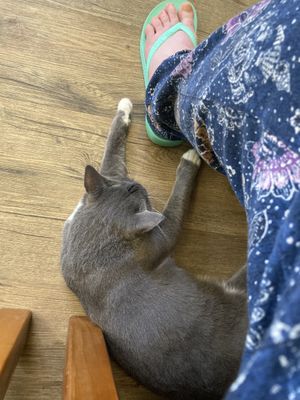 Cats  at Lucky Cat Cafe in Annerley