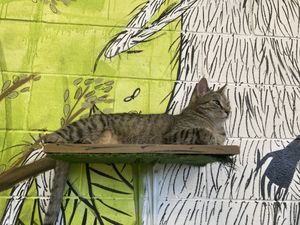 Cats  at Lucky Cat Cafe in Annerley