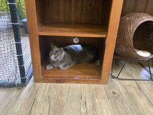 Cats   at Lucky Cat Cafe in Annerley
