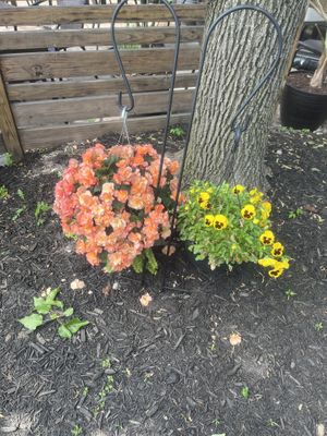 pretty flowers on patio  at Three Carrots - Fountain Square in Indianapolis