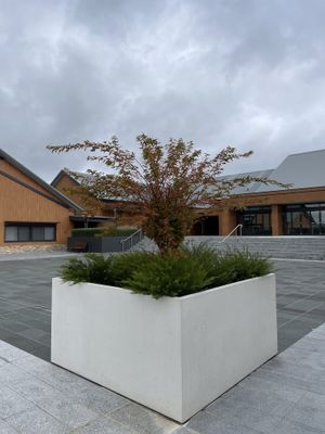 Maple tree outside restaurant   at Zen Oasis in Berrima