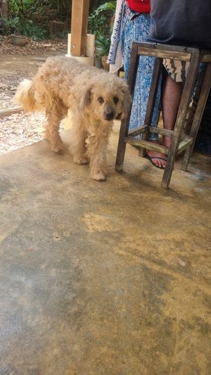  at Baja Taco in Koh Lanta