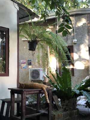 Chill cat  at Pure Vegan Heaven @Freeative in Chiang Mai