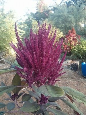 One pic from our garden at Yerakot MeUdim in Udim