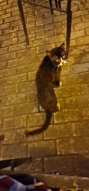 Cat under the table at 5 Esquinas Trattoria in Havana