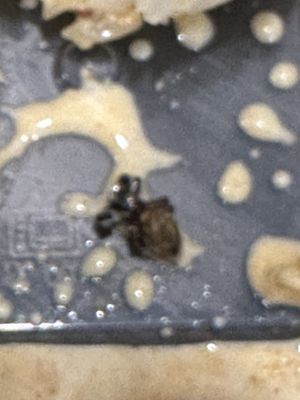   at V Secret Street Food - Food Stall in Chiang Mai