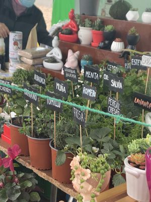   at Feria Ecologica De Barranco in Lima