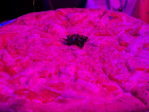 Vegan margarita at Nice Guys Pizza and Beer in Cape Coral