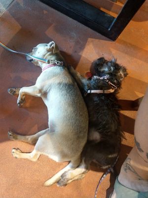 Our sleepy company at The Green Place in Puerto Vallarta