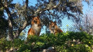 Ollie the Collie and his girlfriend Boo Boo Bear at Shangrila Hilltop Retreat in Loule