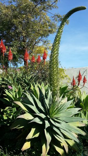Our Cactus garden at Shangrila Hilltop Retreat in Loule