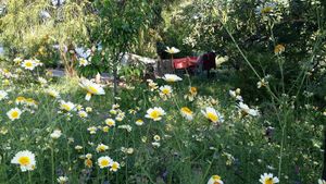 Spring flower garden at Shangrila Hilltop Retreat in Loule