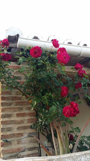 Roses are red at Shangrila Hilltop Retreat in Loule