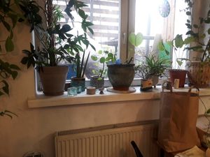 Beautiful plants everywhere at Geranium Caffe in Poznan
