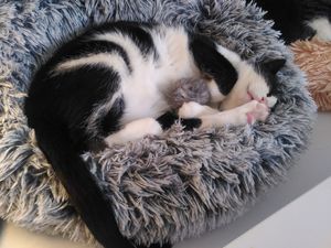  at Purple Cat Cafe in Glasgow