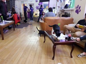 Cafe at Purple Cat Cafe in Glasgow