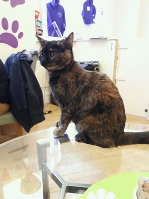 one of the inhabitants at Purple Cat Cafe in Glasgow