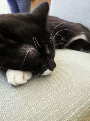 A cutie who was sleeping at our table at Purple Cat Cafe in Glasgow