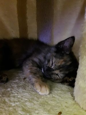 one of the kittens napping in his play tree at Purple Cat Cafe in Glasgow