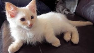 One of the kittens! at Purple Cat Cafe in Glasgow