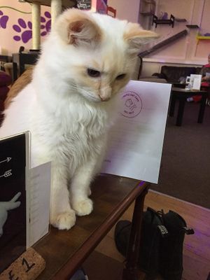 Kitten grown up. at Purple Cat Cafe in Glasgow