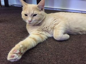 Cat Cafe! at Purple Cat Cafe in Glasgow