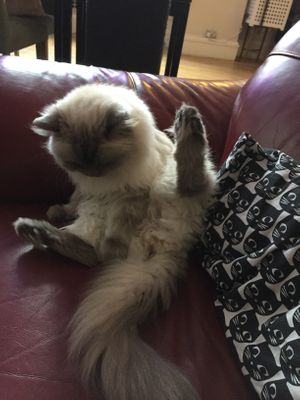 Friendly kitty at Purple Cat Cafe in Glasgow