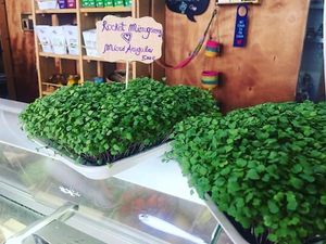 ?Las microplantas o los microgreens ?
Son verduras cosechadas antes de su etapa de madurez, sus nutrientes se encuentran en una forma más concentrada que en la planta desarr at Happy Cactus in Fuerteventura