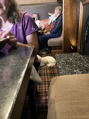 Dog friendly    at Castle Hotel in Conwy