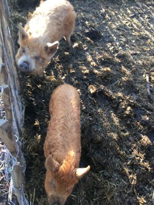 ❤️ at Buitenplaats de Plantage in Vogelenzang