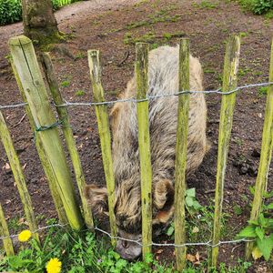 Garden pig at Buitenplaats de Plantage in Vogelenzang