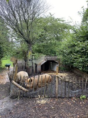 They have pigs... hope they don’t eat them... at Buitenplaats de Plantage in Vogelenzang