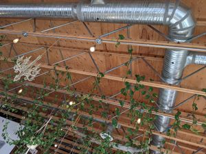 Decor at The Moth Cafe - Downtown in Edmonton